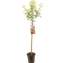 ohgreen Appelboom malus domestica royal gala halfstam