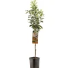 ohgreen Appelboom malus domestica james grieve laagstam