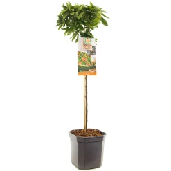 ohgreen Appelboom malus pom'zai dwerg