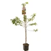 ohgreen Appelboom malus red sentinel ( sierappel ) laagstam