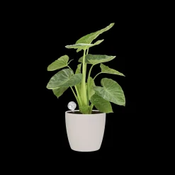 ohgreen AQUA CARE TRANSPARANT