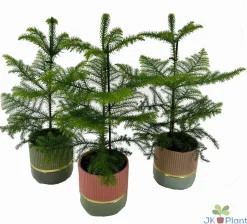 ohgreen Araucaria in keramiek