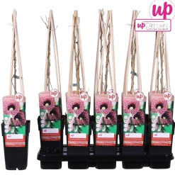 ohgreen Aristolochia macrophylla