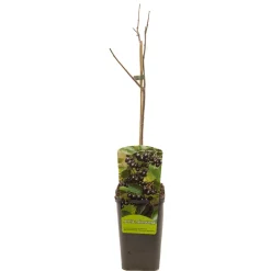 ohgreen Aronia melanocarpa appelbes