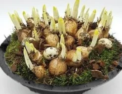 ohgreen Arrangement narcis zink p29 h20