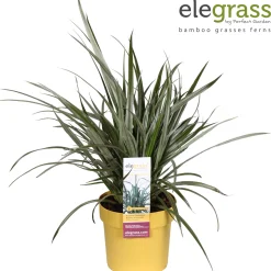 ohgreen Astelia Silver Shadow