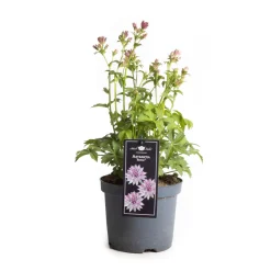 ohgreen Astrantia premium mix (Zzeeuws knoopje )