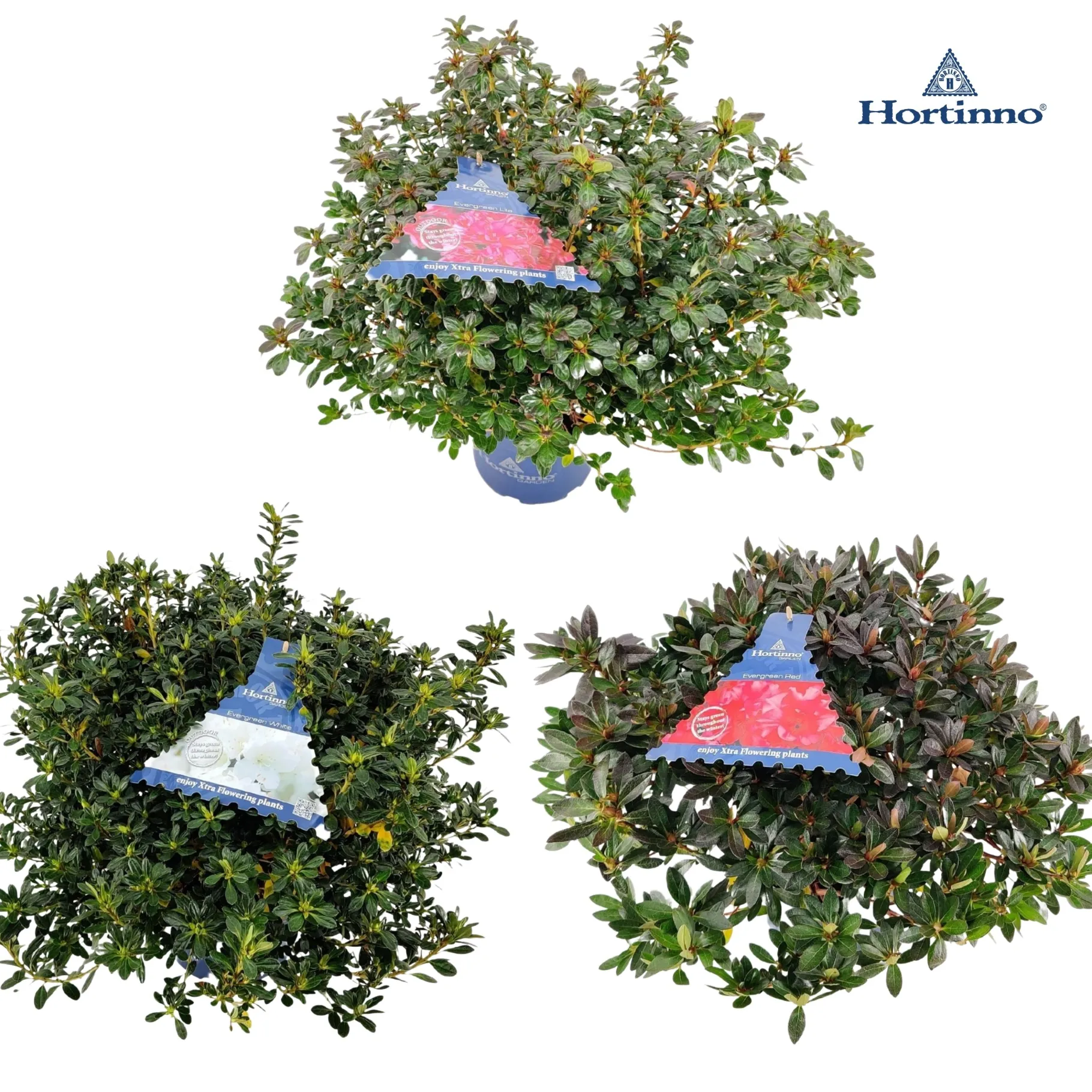 ohgreen Azalea japonica Hortinno