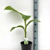 ohgreen Bananenplant Musa Basjoo