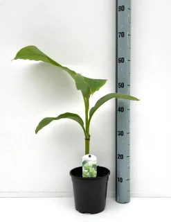 ohgreen Bananenplant Musa Basjoo