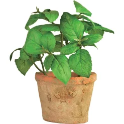 ohgreen Basilicum in pot