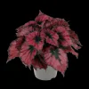 ohgreen Begonia Kohala Red