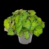 ohgreen Begonia Lime Fever