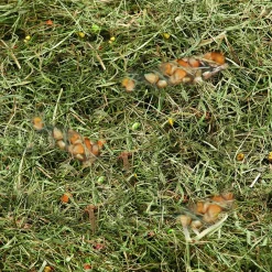 ohgreen Berghooi met tarwe en mais 500gr