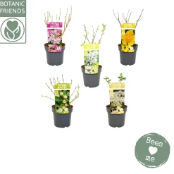 ohgreen Biologische bloemenmix met bijenmengsel p19 h45