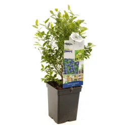 ohgreen Blauwe bessenstruik vaccinium corymbosum jorma zeer vorstbestendig