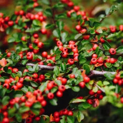 ohgreen Bodembedekker p9