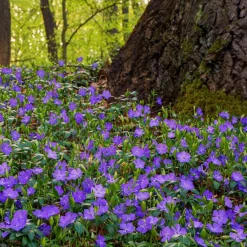 ohgreen Bodembedekker p9