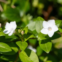 ohgreen Bodembedekker p9