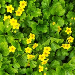 ohgreen Bodembedekker p9