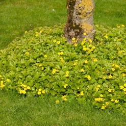 ohgreen Bodembedekker p9