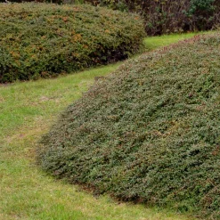 ohgreen Bodembedekker p9