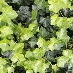 ohgreen Bodembedekker p9