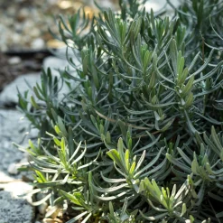 ohgreen Bodembedekker p9