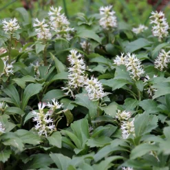 ohgreen Bodembedekker p9