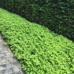 ohgreen Bodembedekker p9