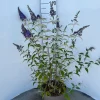 ohgreen Buddleja davidii Empire Blue ( Vlinderstruik )
