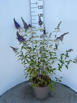 ohgreen Buddleja davidii Empire Blue ( Vlinderstruik )