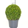 ohgreen Buxus bol in grijze decopot p26 h45