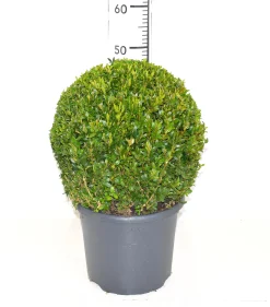 ohgreen Buxus bol in grijze decopot p26 h45