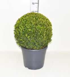 ohgreen Buxus sempervirens bol p31 h70