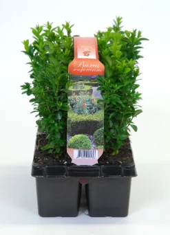 ohgreen Buxus sempervirens 6-pack p9 h15