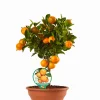 ohgreen Calamondino ciotola
