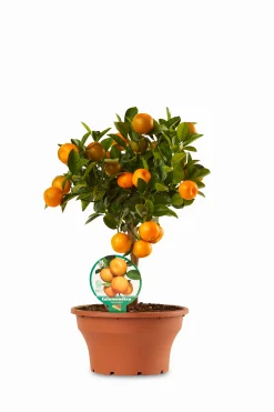 ohgreen Calamondino ciotola