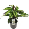 ohgreen Calathea maj princeps p14 h45