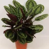 ohgreen Calathea Medallion (Pauwenplant)