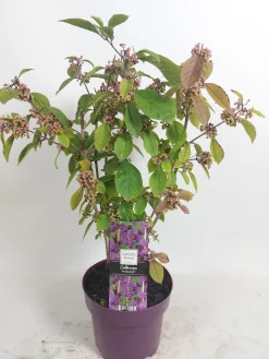ohgreen Callicarpa profusion (Schoonvrucht)