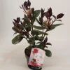 ohgreen Camellia japonica femme fatale p15 h30
