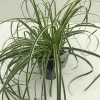 ohgreen Carex feather falls p17