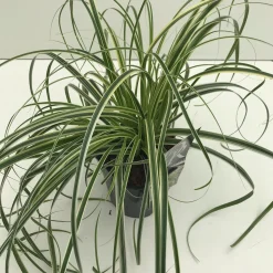 ohgreen Carex feather falls p17