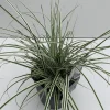 ohgreen Carex oshimensis Everest