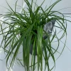 ohgreen Carex oshimensis Evergreen ( Zegge )