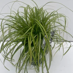 ohgreen Carex oshimensis Eversheen ( Zegge )