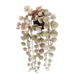 ohgreen Ceropegia woodii hangend in pot - l46xb12xh10cm