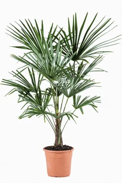 ohgreen Chinese waaierpalm p22