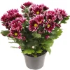 ohgreen Chrysant Ciao